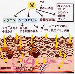 図：波長の長さ